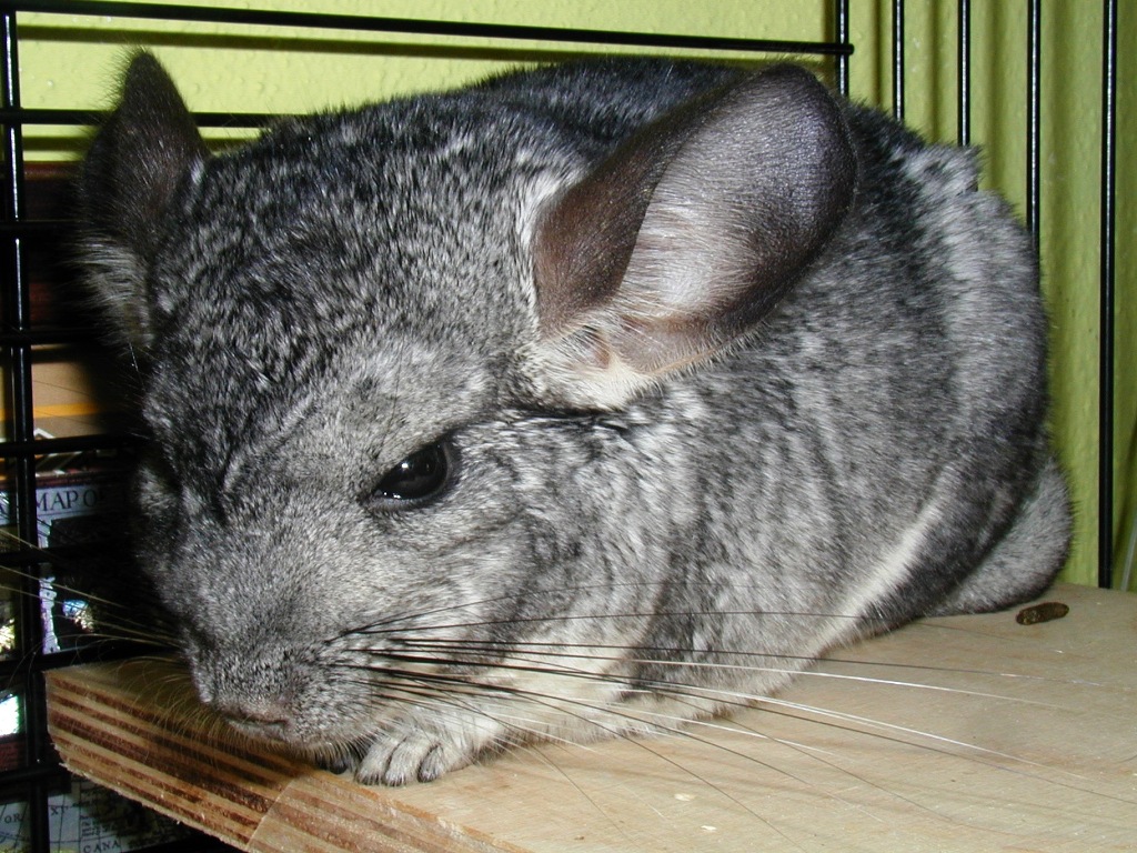 Kupanje činčile u pesku