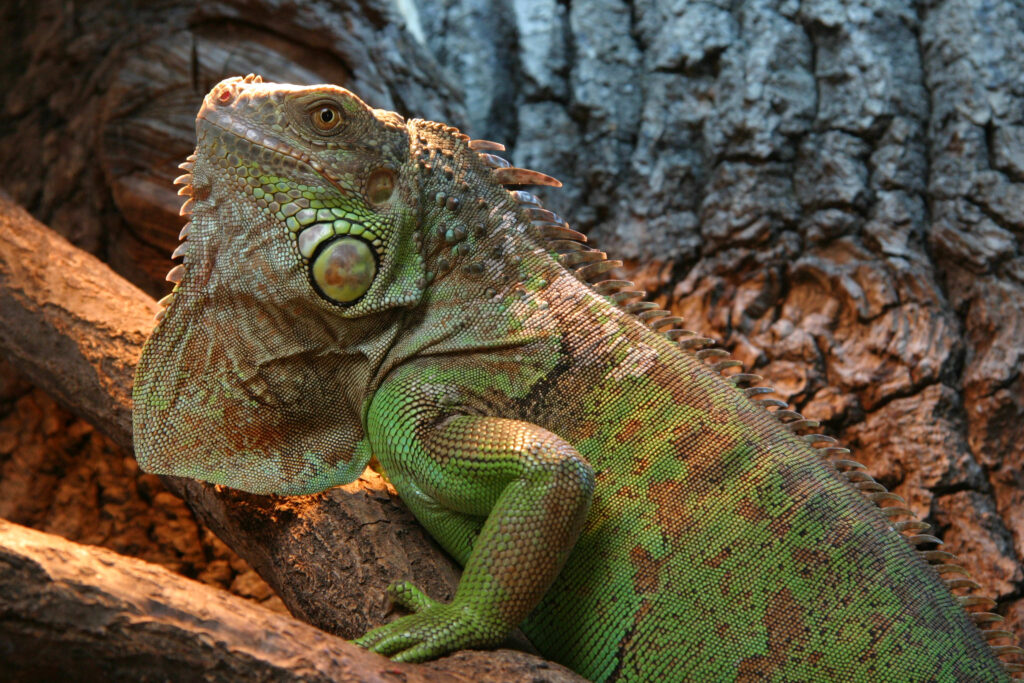 Zelena iguana na grani
